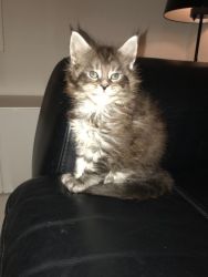 Stunning Majestic Tica Registered Maine Coon Kitte