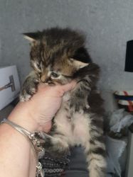 gorgeous little Maine Coon Kittens