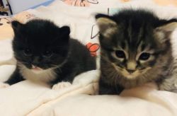 Maincoon kittens