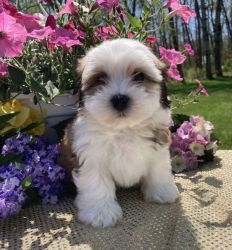 Quality Malshi puppies for good homes