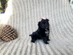 Adorable Miniature/ Toy Mal-Shih Puppies
