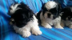 Small Malshi Puppies 3 Boys