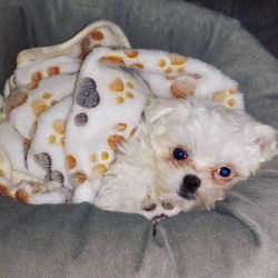 Maltese Tcup puppy