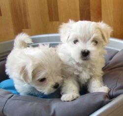 Beautiful Maltese puppies