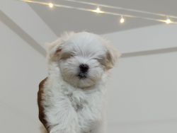 Maltése female puppy for sale