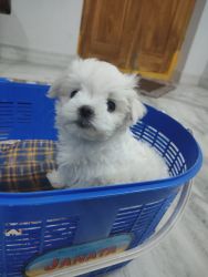 50 days Maltese female puppies available for sale