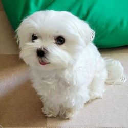 Luxurious Maltese for sale
