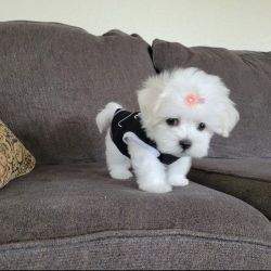 Priceless Maltese Puppies For Sale