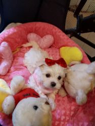 Time to Find True Puppy Love! 2 Extra Tiny Tea Cup Maltese