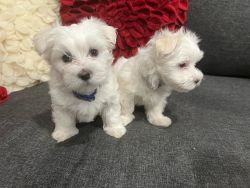 Adorable Maltese Puppies (NJ)