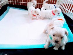 Registered Maltese Puppies For Sale