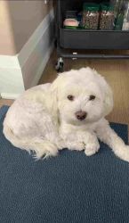Adorable Maltese puppies for rehoming
