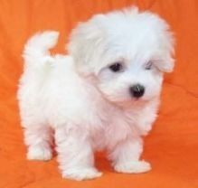 available 2 males and 1 female adorable maltese pups,