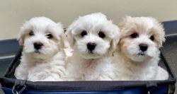 ONE MALE AND FEMALE PURE MALTESE FOR SALE!!! 2 MONTHS OLD!!!