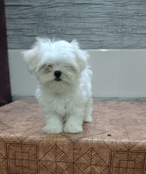 Maltese female puppy available