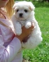 Charming Teacup Maltese Puppies For Sale