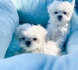 Outstanding Teacup Maltese Puppies For Sale.