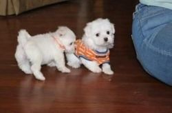 Charming Teacup Maltese Puppies For Sale.
