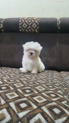 Beautiful active healthy maltese puppies available