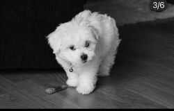 3 months old baby boy maltese . Potty train, fully vaccinated