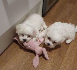 Beautiful maltese puppies for sale