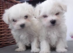 Breathtaking maltese puppies for adoption