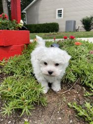 Cute Maltese Puppy-Willy