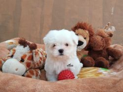 Maltese Puppies For Sale Import Line