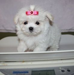 Christmas male and female Maltese puppies Ready