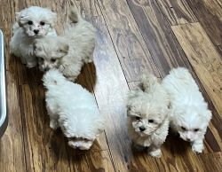 Maltipoo puppies ready to go with their new families!