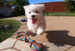 Creative White Maltese Puppies Seeking home
