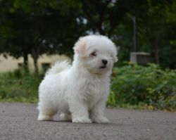 Maltese puppies available with paper