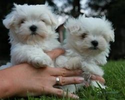 Maltese, they are white with brindle markings