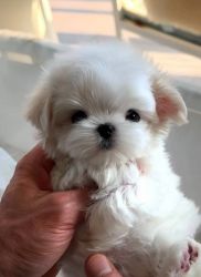 Maltese puppy ‪(xxx) xxx-xxx5‬