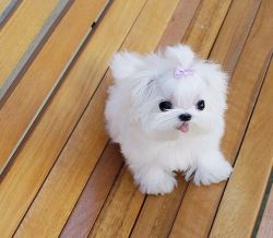 Super Cute Maltese Pups