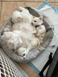 7 weeks male Maltese puppies ready to be rehome on march 20th 2024