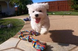 Home Trained Maltese Puppies Available
