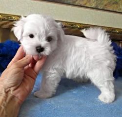 These lovely Teacup Maltese puppies