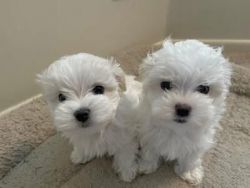 Beautiful Teacup Maltese puppies