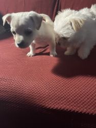 Two Male Puppies