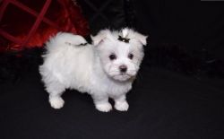 M/F Maltese Puppies For Sale