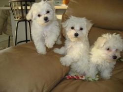 Maltese AKC puppys for Adoption