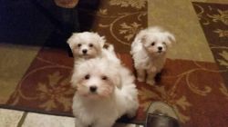 Maltese AKC puppys for Adoption