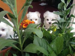 Gorgeous, adorable Maltese pups.