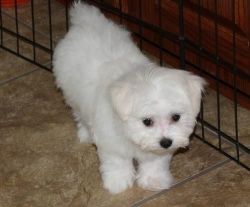 Loving maltese puppies for adoption