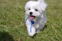 Gorgeous White Maltese Puppies (xxx) xxx-xxx4