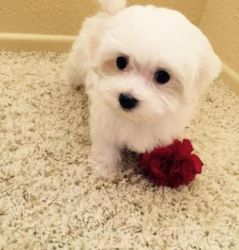 Christmas White Maltese Puppies For Homes