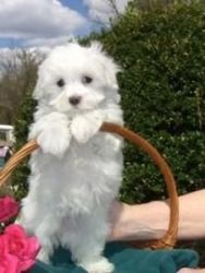 Lovely Maltese Puppies for Sale