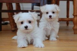 Gorgeous Maltese puppies