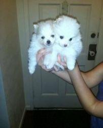 lovely maltese puppies